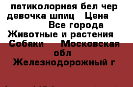 патиколорная бел/чер девочка шпиц › Цена ­ 15 000 - Все города Животные и растения » Собаки   . Московская обл.,Железнодорожный г.